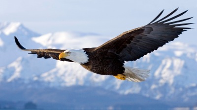 Bald Eagle in mid-air flight over Homer Spit Kenai Peninsula Alaska Winter